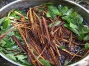 Депрессию и алкоголизм предложили лечить южноамериканским галлюциногеном