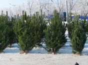 Гослесагентство создало приложение для проверки легальности елок