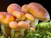 Сезон грибов в самом разгаре: что делать в случае отравления