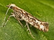 Ученые создали генетически модифицированных вредителей, уничтожающих себе подобных