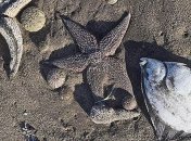 Екологічна катастрофа на Камчатці: що не так з версією про витік нафти в Тихому океані