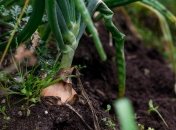 Лук скажет вам "спасибо"