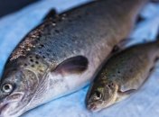 В Канаде разрешили разведение генно-модифицированного лосося