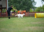 Знайти героя у своєму собаці: як українці можуть долучитися до пошуково-рятувальної служби
