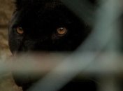 Выжил благодаря чуду: стали известны подробности нападения пантеры на мужчину под Полтавой 