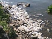 Сварилась заживо: в речке на Киевщине массово погибла рыба (фото)