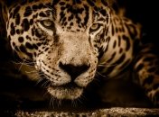 В Новом Орлеане ягуар смог выбраться из клетки зоопарка: Шесть животных убито  