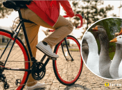 На велосипедиста напал гусь