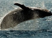 Более 80 человек пострадали от столкновения катера с китом возле берегов Японии 