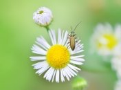 9 действительно работающих способов обезболить укусы насекомых