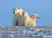 Защита экосистем Арктики является одним из важных вопросов 