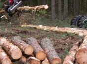 Древесина может подешеветь на 25%