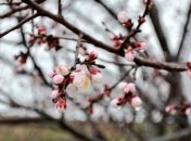 Прогноз погоды на 25 марта в Украине: ночью морозы, днем без осадков