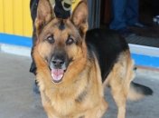 В Донецкой области полиция создает кинологический центр