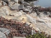 В одном из ресторанов в Днепре сотрудники ГСЧС выловили около 20 змей