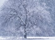 Прогноз погоды на Рождество: после сильных морозов Украину заметут метели