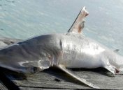 Ученые из США обнаружили новый вид акулы