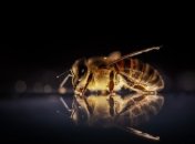 Ученые научились распознавать коронавирус при помощи пчел: как это работает