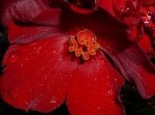 Северокорейский цветок "кимченирия" получил первый приз