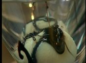 Пармезановые сливки