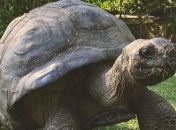 Турецька черепаха святкує своє 100-річчя