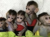 В Китае родились пять клонированных приматов