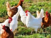 Китай снимет запрет на импорт птицепродукции из Украины 