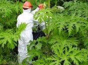 Нашли новое растение с ядовитым соком 