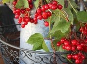 Джерело вітамінів, мінералів і рослинних аналогів антибіотиків: корисні властивості соку калини