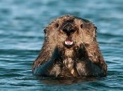 Бобры спровоцировали наводнение на Волыни