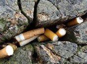 Выброшенные окурки могут снизить количество растений на Земле