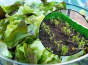 Как правильно выращивать салат