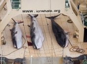 Японии запретили охотиться на китов