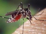 Истребление комаров: лучшие советы для дачников