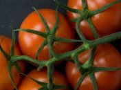 Вирощування помідорів – завдання не з легких