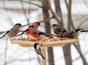 Прогноз погоди в Україні