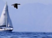 Яхту Scorpius от нового рекорда отделяет 1,5 тысячи миль