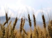 Украина продолжает бить собственный рекорд экспорта зерна 