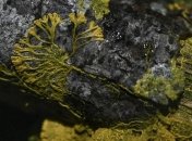 Без мозку і шлунка: в парижському зоопарку представлять нового "жителя"