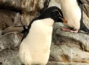 В зоопарке США старенький пингвин страдал от артрита: теперь он носит ортопедические "ботинки" (фото)