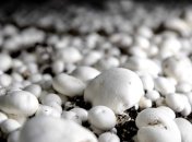 Украинские аграрии выходят на европейские рынки с новой продукцией