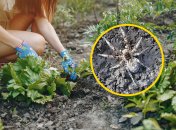 Узнайте, как бороться с пауками народными методами