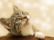 Не такая уж и секретная жизнь: а что, если бы мы понимали кошек