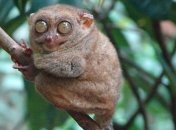 Центр сохранения долгопятов на Филиппинах (Фото)