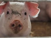 В Николаевской области зафиксирован случай АЧС 