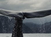 Ученые доказали, что дельфины и киты скорбят по своим умершим