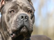 Породистые собаки загрызли прохожего на Донбассе: как это произошло