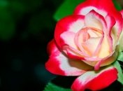 В калифорнийском городе Пасадина прошел традиционный  Парад роз