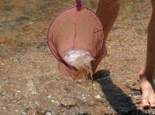 Пляжи Азовского моря заполонили медузы: видео  