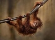 В Индонезии задержан россиянин, пытавшийся провезти орангутанга в багаже